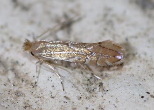 Réf. 248 288 : Phyllonorycter sp.